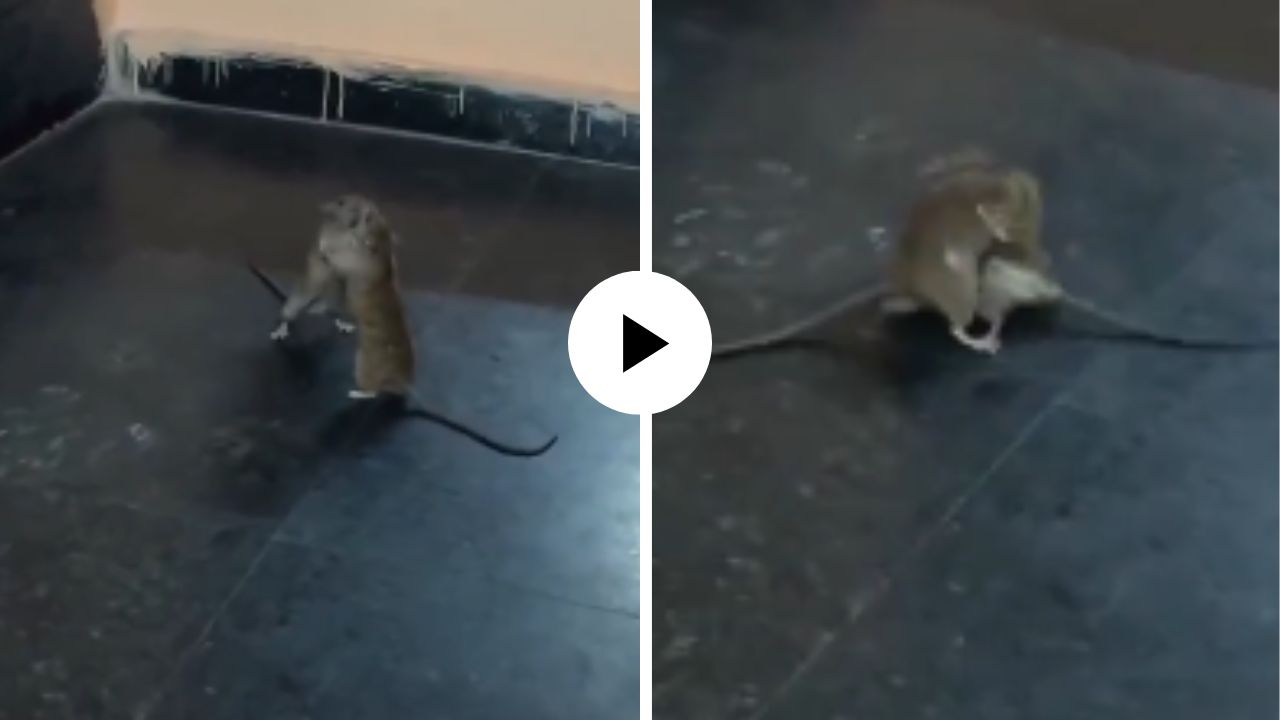 मॅटर फार मोठा दिसतोय! छुटकू उंदरांमध्ये सुरु झाली WWE फाईट, एकमेकांची मान पकडली अन् VIDEO पाहाल तर हसू आवरता येणार नाही