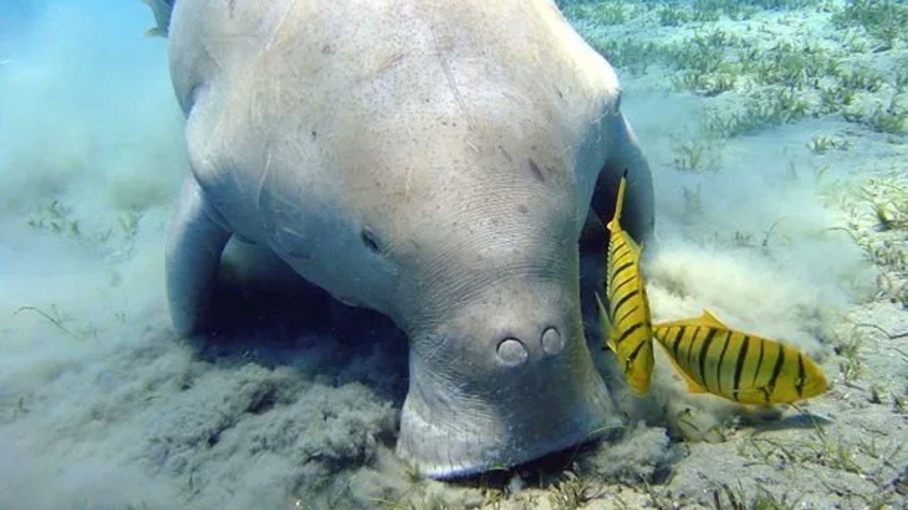 कधी पाहिली आहे का समुद्री गाय? दररोज पाण्याखाली खाते 40 किलो गवत, पाहून वाटते जणू हत्तीचीच बहिण; Video Viral