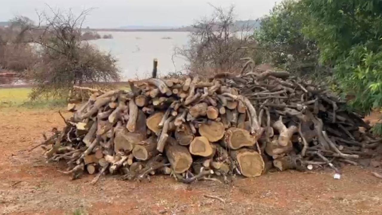 निसर्गप्रेमींनो डोळस व्हा! सर्वांचं खास आकर्षण असणारं कास होतंय भकास, पर्यावरण वाचवण्याची गरज