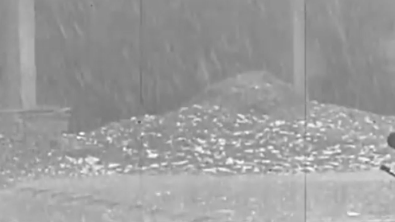 Satara Karad Hailstorm : कराड तालुक्याला पावसाचा तडाखा, गारांमुळे 45 सोलर पॅनल्स फुटले