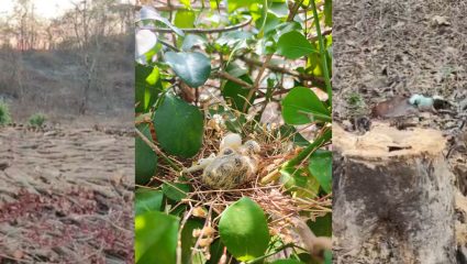 Karjat News : लाखो पक्षी घर, तरीही प्रशासन मूग गिळून गप्प;  जंगल तोडीमुळे औषधी वनस्पती नष्ट होण्याच्या मार्गावर