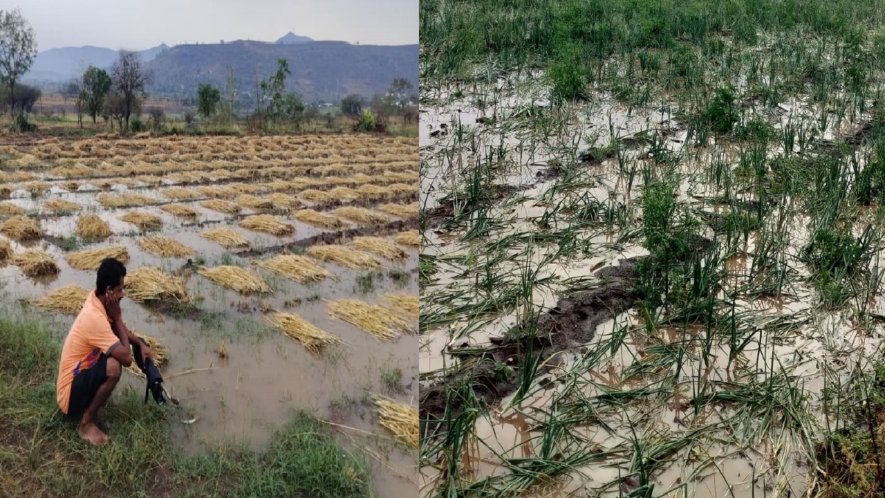खेडच्या पश्चिम पट्ट्यात अवकाळीचा हाहाकार, चिखलगाव परिसरात पिके जमीनदोस्त; शेतकऱ्यांकडून तातडीने पंचनाम्यांची मागणी