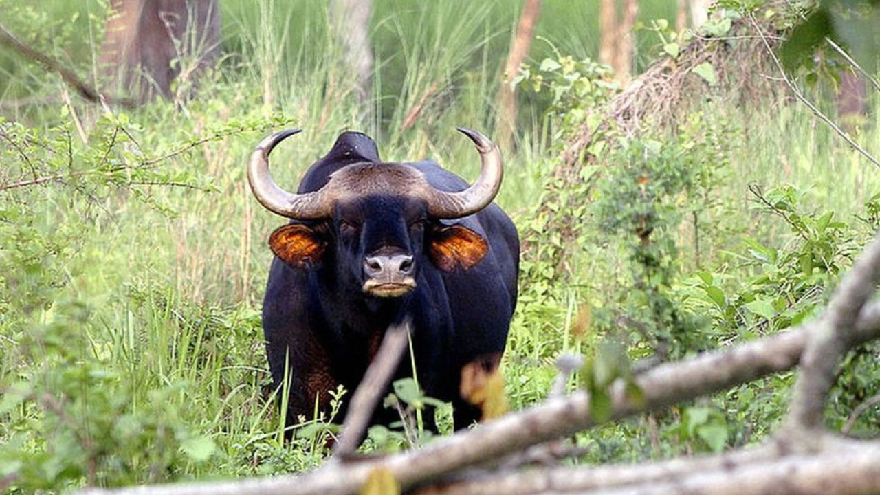 Kolhapur News : चांदोली परिसरात गव्यांचा वाढता उच्छाद; वनविभागाच्या हलगर्जीपणामुळे नागरिकांचे हाल