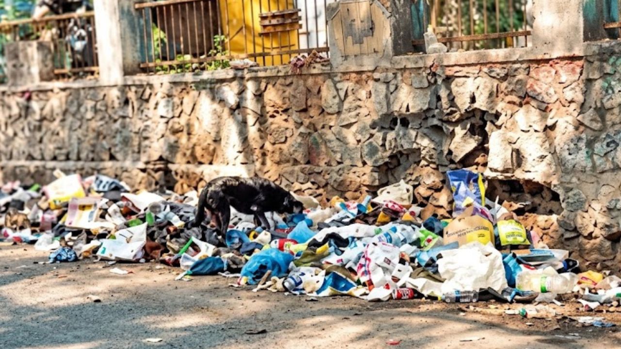 Kolhapur News : कोट्यावधीचा खर्च करुन देखील शहर चकऱ्याच्या विळख्यात; दुर्गंधीमुळे नागरिकांचे होतायत हाल