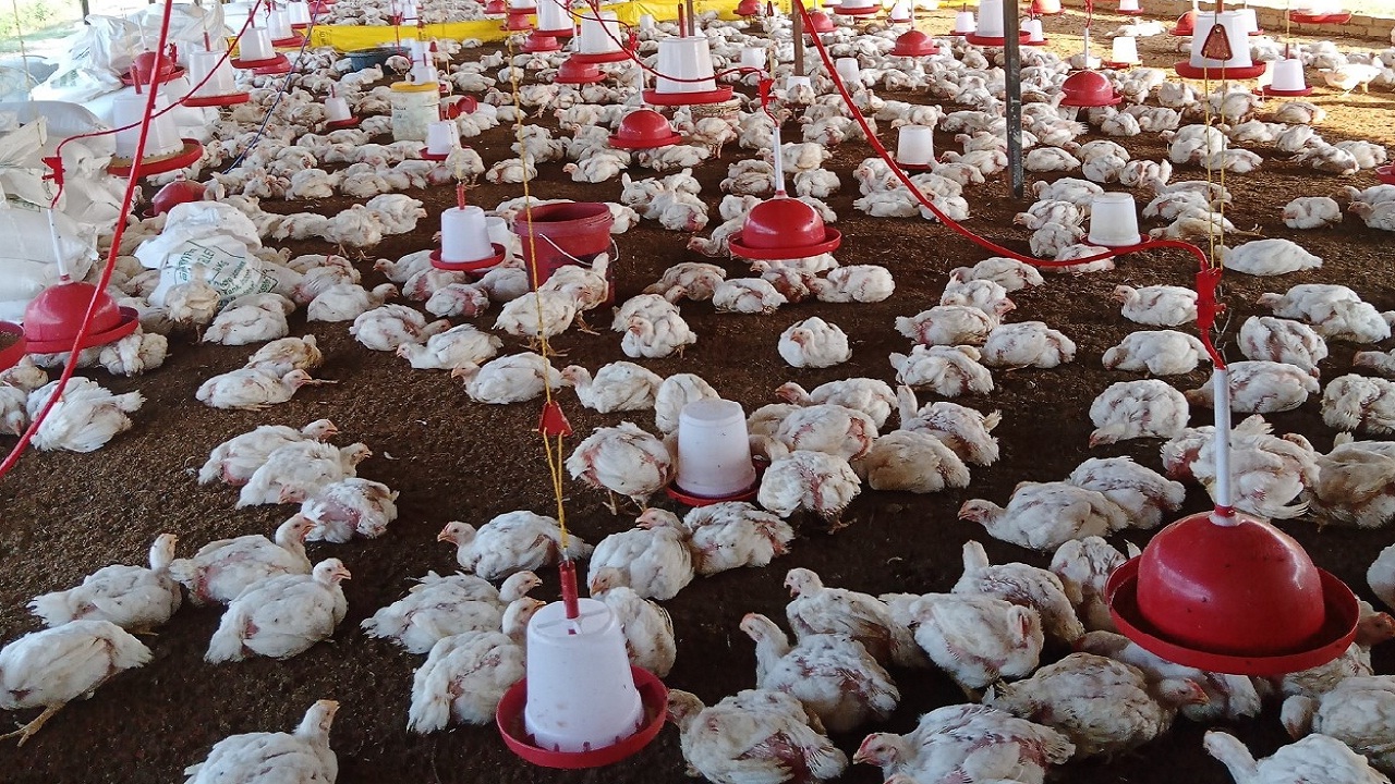 वाढत्या उष्णतेचा पोल्ट्री व्यवसायाला फटका, कोंबड्यांच्या मृत्यूचे प्रमाण वाढले; व्यावसायिक चिंतेत