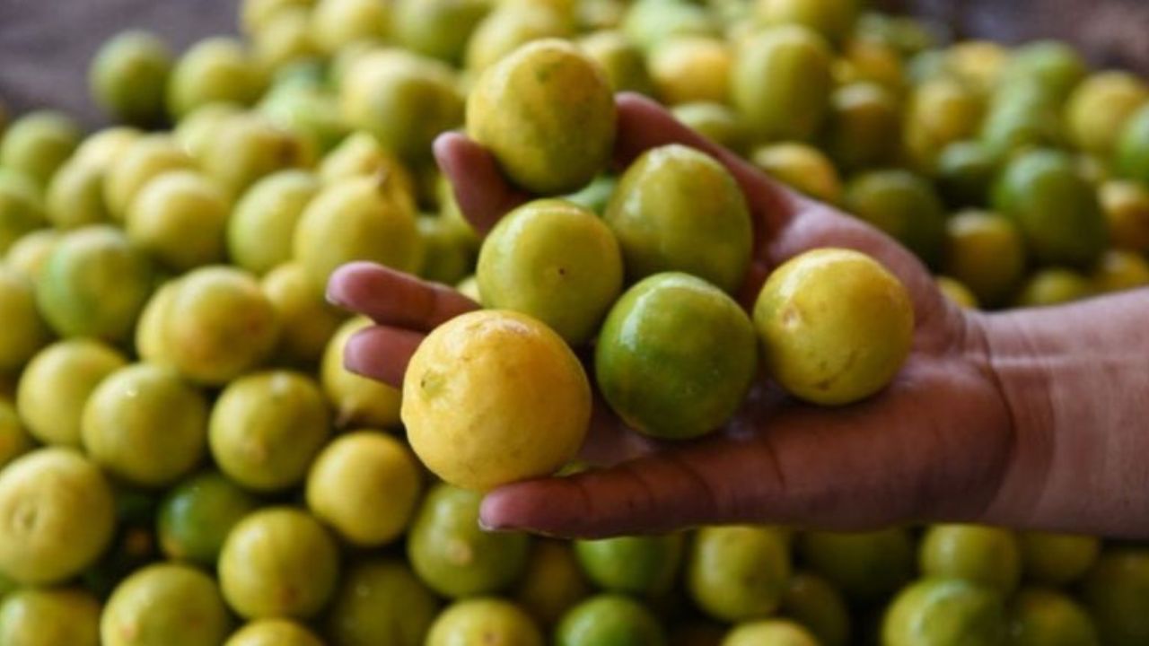 Kolhapur News : कडाक्याच्या उन्हाळ्य़ात दरवाढीचा चटका ; आवक घटल्याने लिंबू महागला