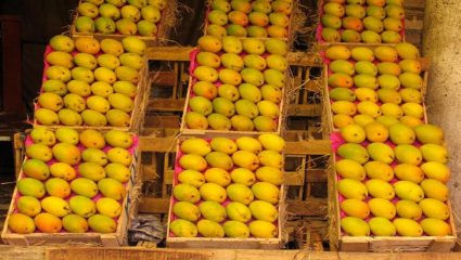 उत्पादन घटले, मागणी वाढली; चाकण बाजारात हापूस आंब्यांचा दर तेजीतच