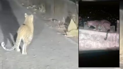 Matheran leopard : माथेरान घाटात प्रवासादरम्यान बिबट्याचे दर्शन; टॅक्सी चालकाने व्हिडिओ शूट, वन विभाग सतर्क