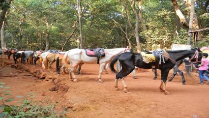 National Green Tribunal कडून माथेरान प्रदूषण प्रकरणी नोटीस; घोड्यांच्या लिदीवर उत्तरासाठी दोन आठवड्यांची मुदत