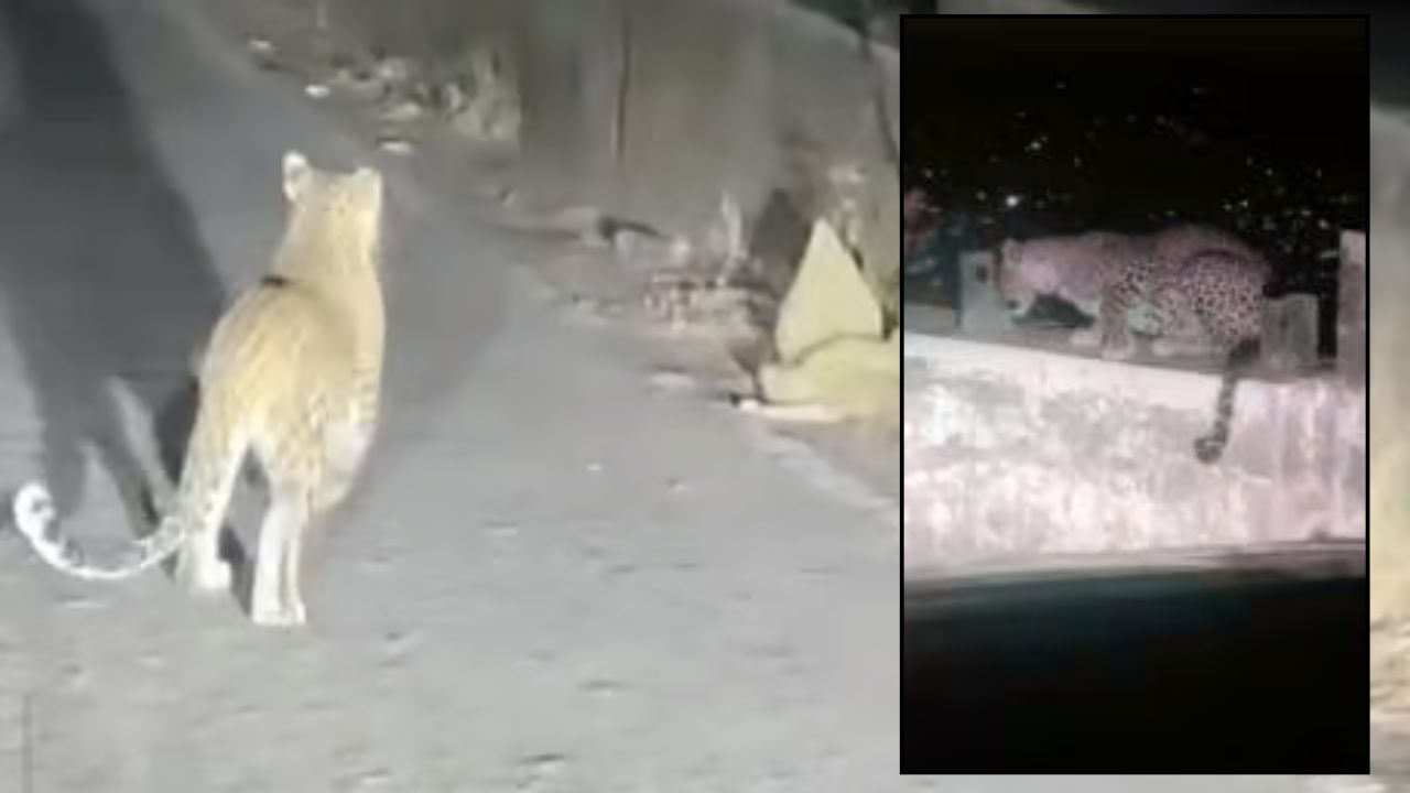 Matheran leopard : माथेरान घाटात प्रवासादरम्यान बिबट्याचे दर्शन; टॅक्सी चालकाने व्हिडिओ शूट, वन विभाग सतर्क