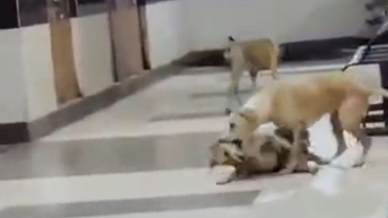 कूपर रुग्णालयात श्वान-मांजरांचा त्रास कायम! रुग्णांच्या सुरक्षेचा प्रश्न ऐरणीवर; महिन्यानंतरही उपाययोजना ठप्प