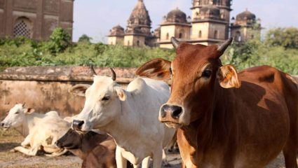 Ahilyanagar News: संगमनेरमध्ये रोज १० हजार किलो गोमांसाची विक्री? कत्तलखाने सर्रास सुरू? कारवाईचा दिखाऊपणा