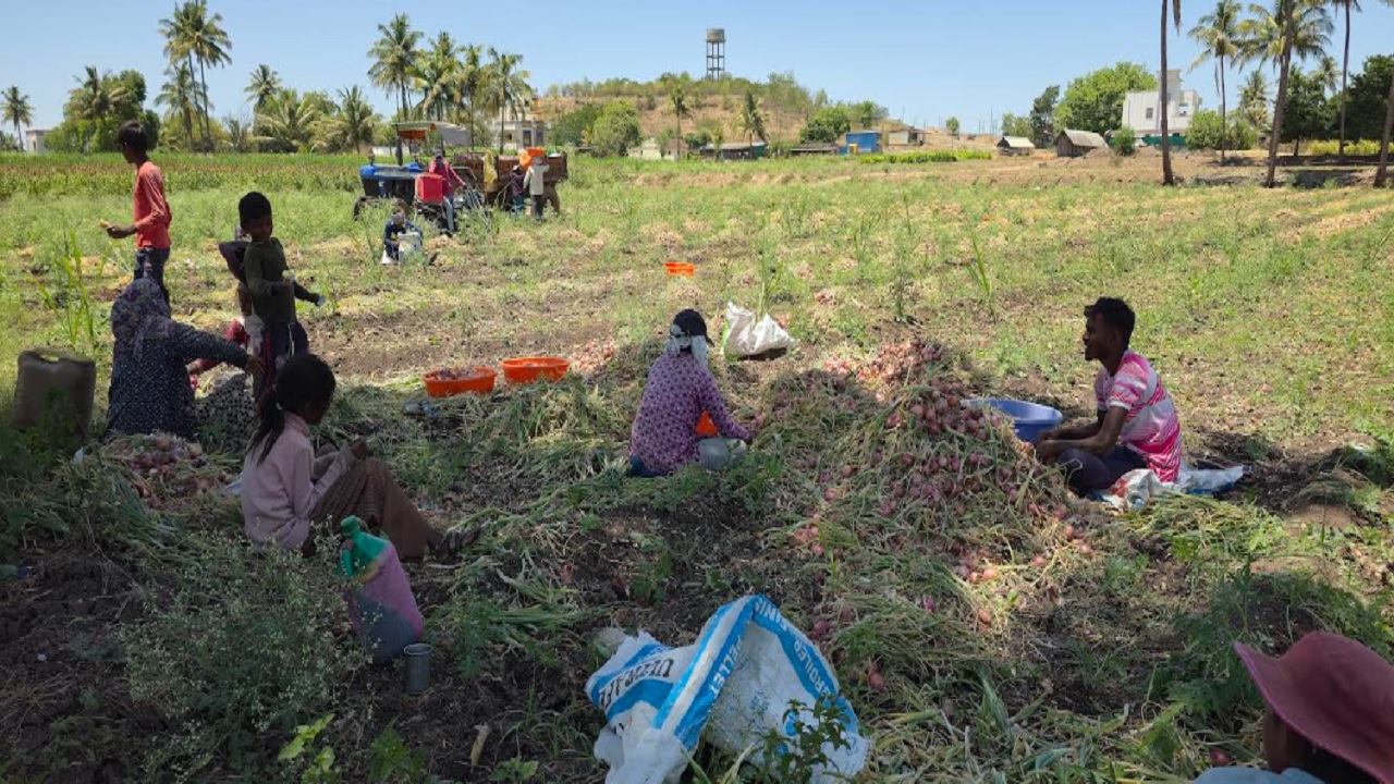 कांदा काढणीच्या हंगामात शेतकऱ्यांवर पुन्हा संकट, मजुरांचा मोठा तुटवडा; बाजारभावाचाही फटका