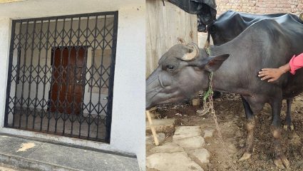 कुलूपबंद दवाखाना अन् डॉक्टर बेपत्ता, प्रशासनाचा निष्काळजीपणा; शेतकरी, पशुपालक अडचणीत