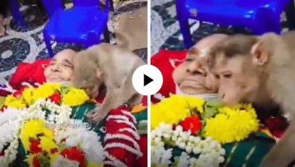 मला सोडून नको जाऊस… जेवण खाऊ घालणाऱ्या महिलेच्या मृतदेहाला बिलगून रडला माकड; भावूक दृश्यांनी भरला Viral Video
