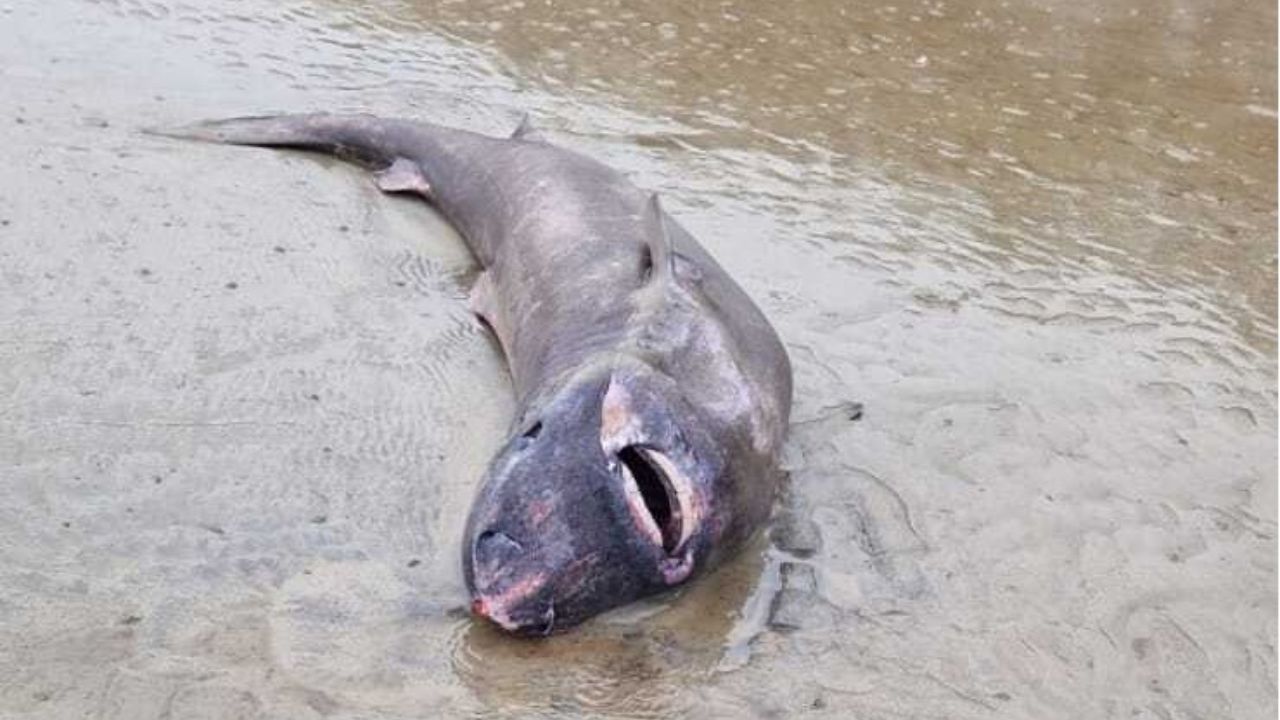 महासागराचं रहस्य उलगडलं! समुद्रकिनाऱ्यावर सापडला 150 वर्षांचा शार्क; पाहून शास्त्रज्ञांनाही बसला धक्का