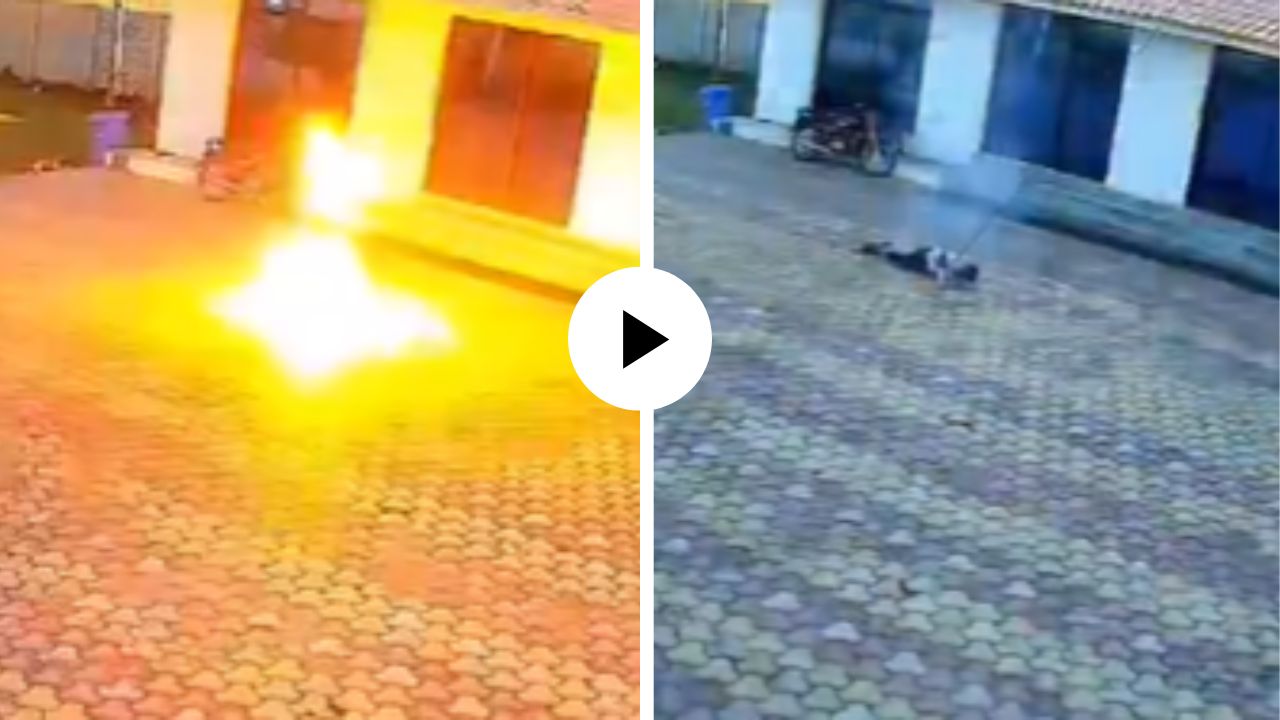 माकडाला पकडायला गेला अन् आयुष्य गमावून बसला… शॉक लागताच शरीर जळालं, हाॅटेल परिसरातील धक्कादायक घटनेचा Video Viral