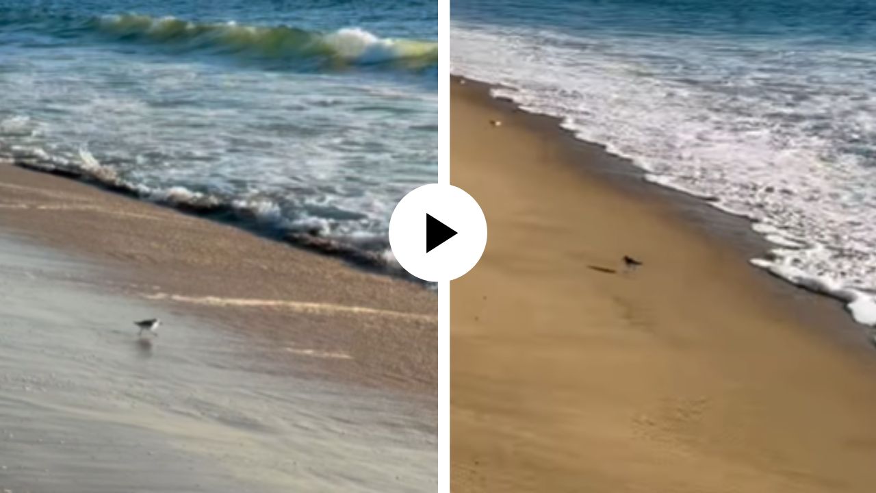 चिमुकल्या पक्ष्यांना आवडला समुद्रकिनारा! लाटांच्या हुलकावणी देत लुटली मजा, पाहून तुमच्याही चेहऱ्यावर येईल हसू; क्यूट Video Viral