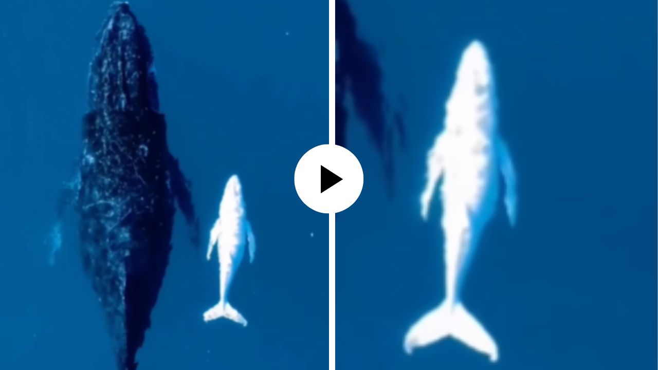 निसर्गाचा अद्भूत चमत्कार! पहिल्यांदाच समुद्राच्या पाण्यात दिसली पांढऱ्या रंगाची व्हेल, दृश्यांनी वेधले सर्वांचे लक्ष; Video Viral
