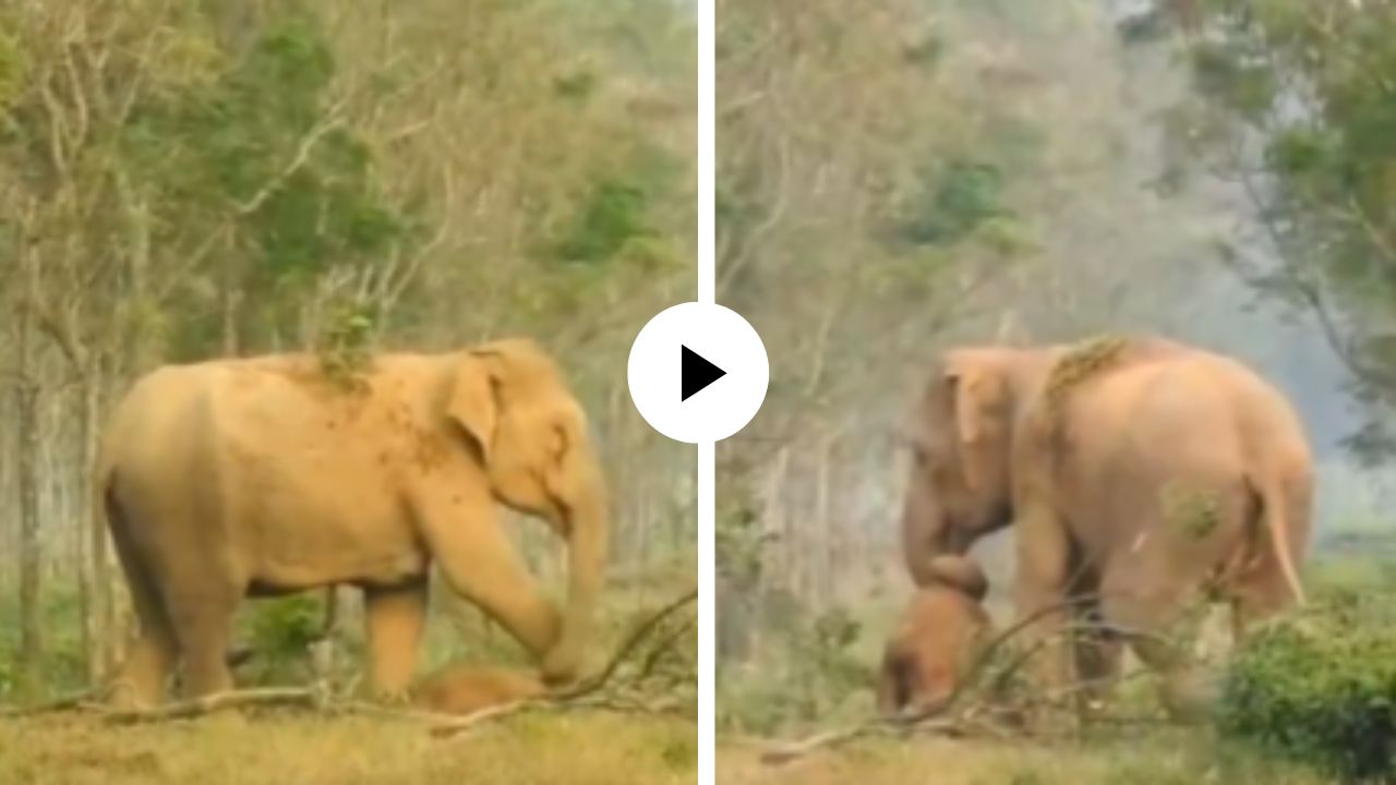 मातृत्वाचा हळवा क्षण! मृत पिल्लाला सोडवेना, सोंडेत पकडत हत्तीणीने पिल्लाच्या शवाला नेलं अरण्यात; हृदय हेलावणारा Video Viral