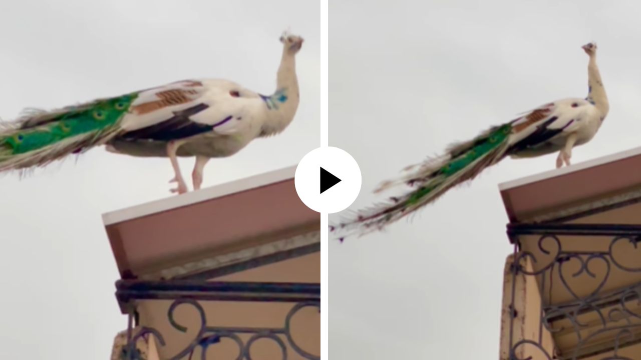 घराच्या छतावर दिसला दुर्मिळ पांढरा मोर, त्याच्या मनमोहक दृष्यांनी यूजर्स झाले मोहित; अद्भुत Video Viral