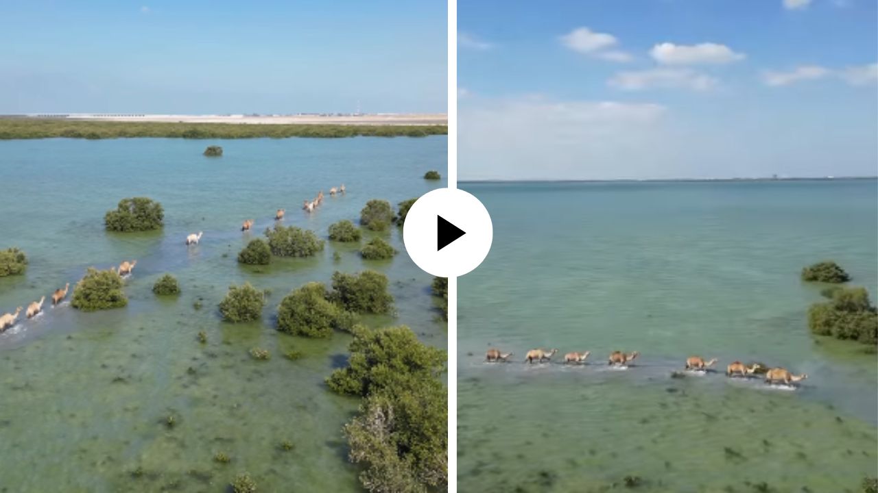 कधी नव्हे ते आता घडलं! समुद्रात चालताना दिसला वाळवंटाचा जहाज, दृष्य इतके अद्भूत की Viral Video ने क्षणात वेधले यूजर्सचे मन