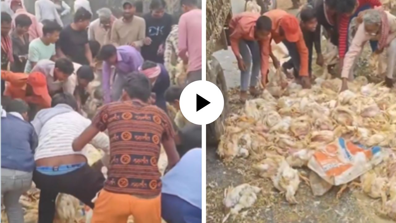जिथे फ्री तिथे मी! मेलेल्या कोंबड्या लुटण्यासाठी लोकांची गर्दी, कधीही पाहिली नसावी अशी लूट… घटनेचा Video Viral