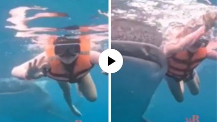 समुद्रात फोटोशूट करायला गेली होती महिला, तितक्यातच मागून झाली मोठ्या व्हेल माशाची एंट्री! पुढे जे घडलं… Video Viral