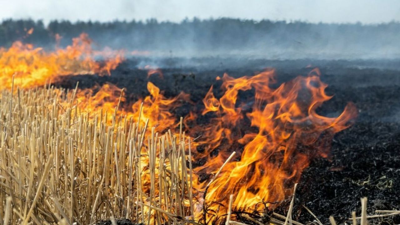 Shahapur News : शहापूरच्या जंगलात आगीचा तांडव; वणव्यामुळे हजारो हेक्टर हिरवाई जळून खाक