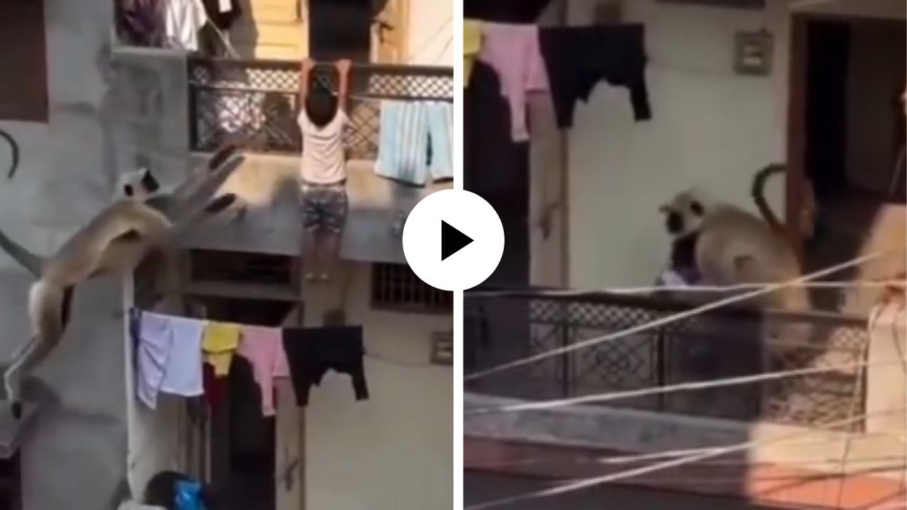 हनुमानाचाच आशिर्वाद जणू…! बाल्कनीतून खाली पडणाऱ्या चिमुकल्याचा वानराने वाचवला जीव… घटनेचा Video Viral