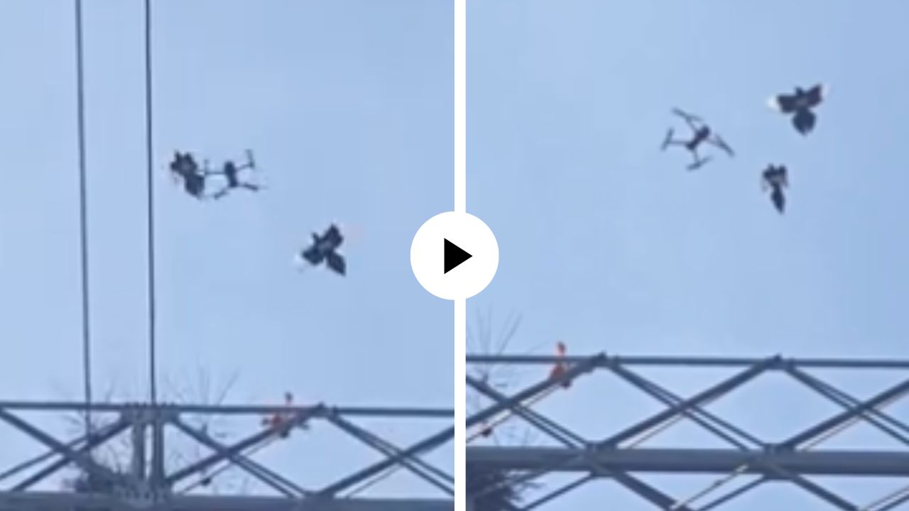 आधुनिकतेशी पक्ष्यांचं वैर…! घरट्याला वाचवण्यासाठी आकाशात ड्रोनसोबत केलं अनोखं युद्ध, घटना कॅमेरात कैद; Video Viral