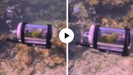 पोपट बनला जलपरी… मालकाच्या युक्तीने पक्ष्याने समुद्राच्या पाण्यात केला विहार; Viral Video ने सर्वांनाच केलं अवाक्