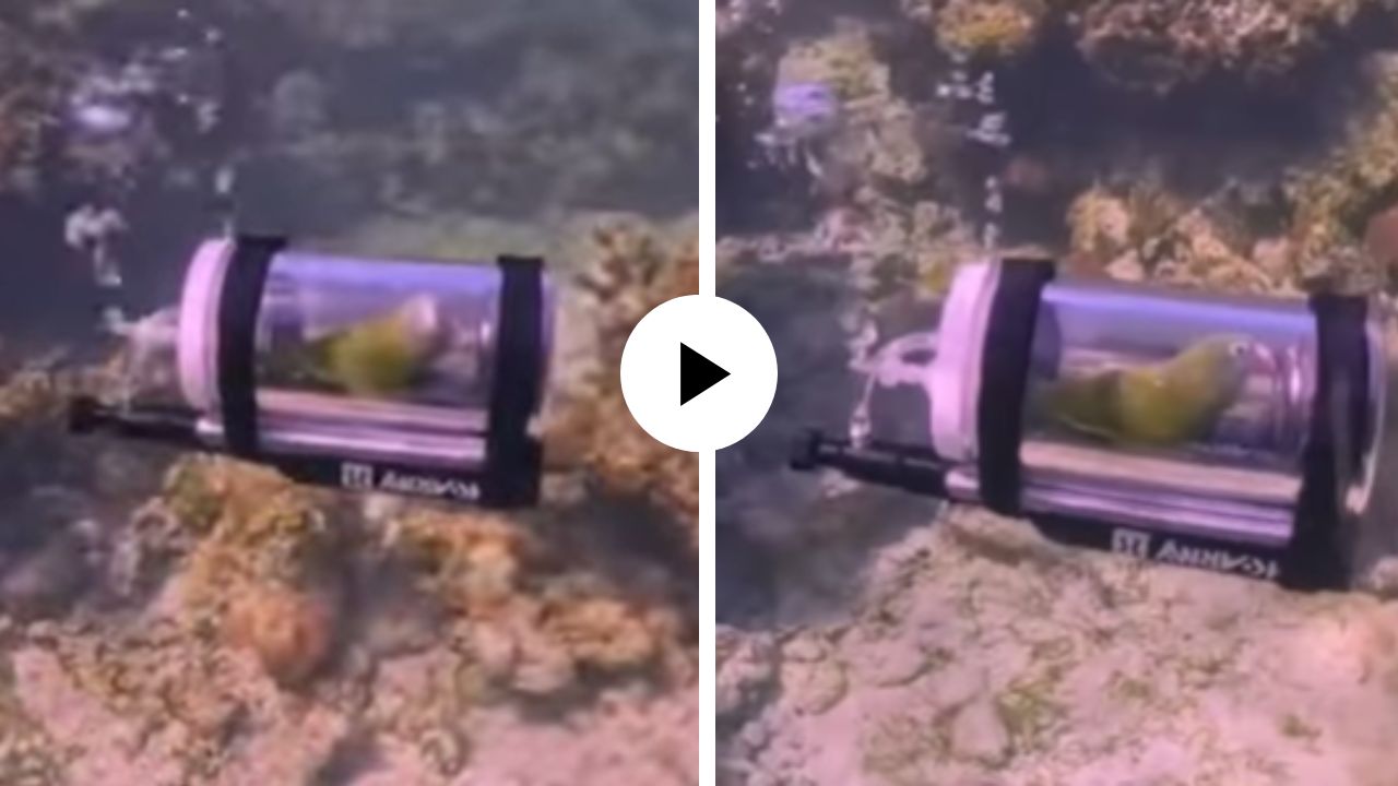 पोपट बनला जलपरी… मालकाच्या युक्तीने पक्ष्याने समुद्राच्या पाण्यात केला विहार; Viral Video ने सर्वांनाच केलं अवाक्