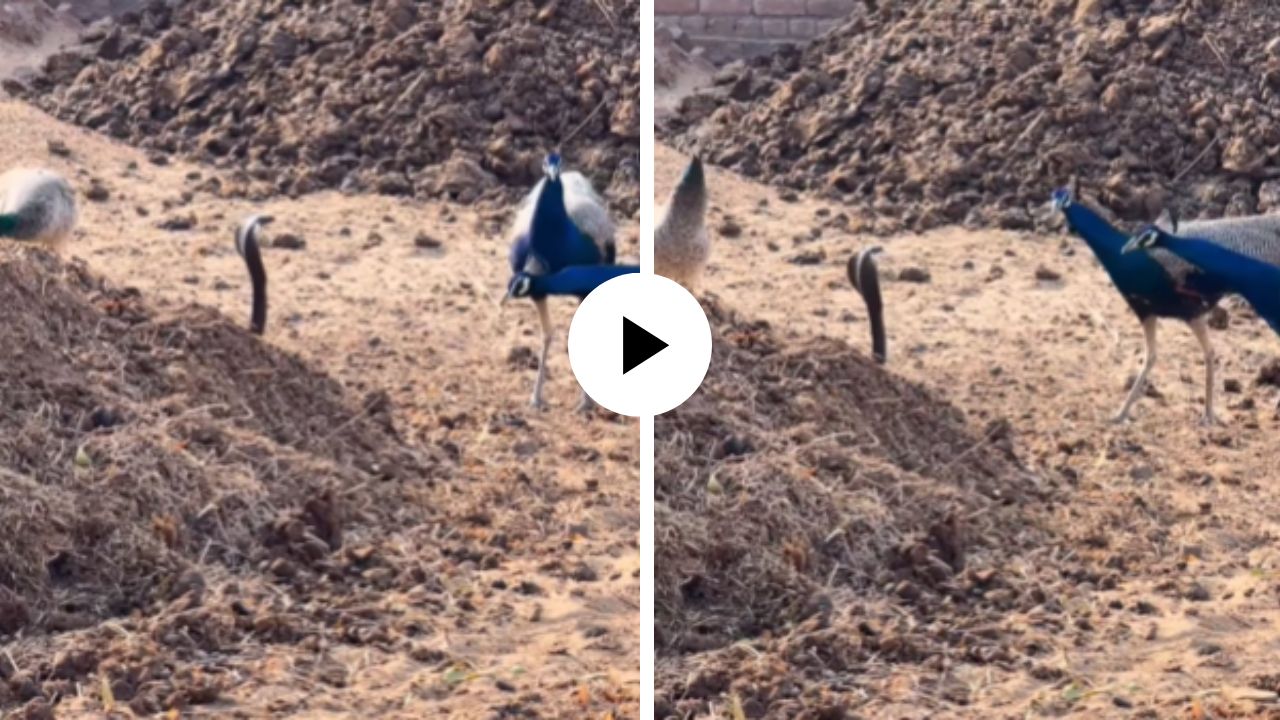 काय सांगता! मोर आणि किंग कोब्रा दोघेही आले आमने-सामने, जंगलातील प्राणी समोरोसमोर येताच जे घडलं… Video Viral