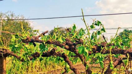 Sangali News : तासगावात गारपीटीचा तडाखा; बळीराजा हवालदिल, द्राक्ष, आंबा, मका पिकांचे मोठे नुकसान