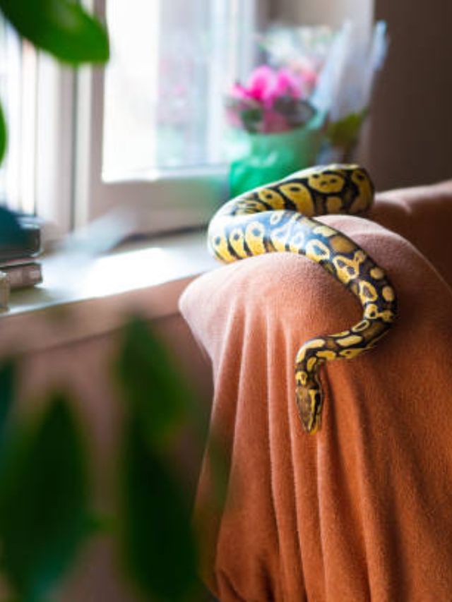 उन्हाळ्यात सापांना कोणत्या गोष्टी आकर्षित करतात जाणून घ्या