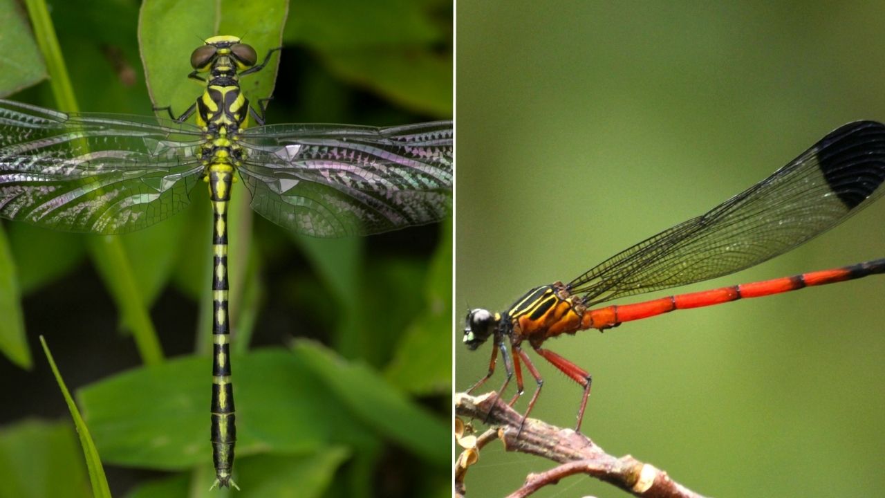 पश्चिम घाटातील ड्रॅगनफ्लाय प्रजातींमध्ये ३५ टक्के घट; जैवविविधतेसाठी धोक्याची घंटा