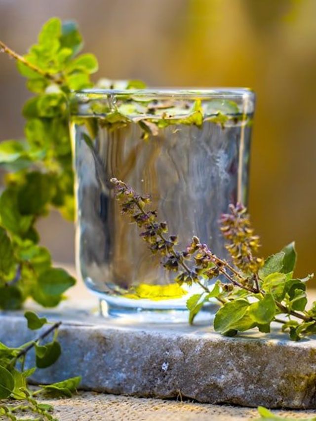 रिकाम्या पोटी तुळशीचे पाणी प्यायल्याने आरोग्याला होतात हे फायदे