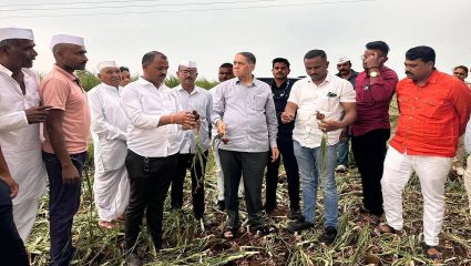 अवकाळी पावसामुळे आंबेगाव तालुक्यातील शेतकरी हवालदिल; दिलीप वळसे पाटलांनी अधिकाऱ्यांना दिल्या सूचना