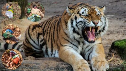 Chandrapur Tiger Attack: चंद्रपुरात वाघाचा थरारक हल्ला; तेंदूपत्ता तोडण्यासाठी गेलेल्या चार महिलांचा मृत्यू