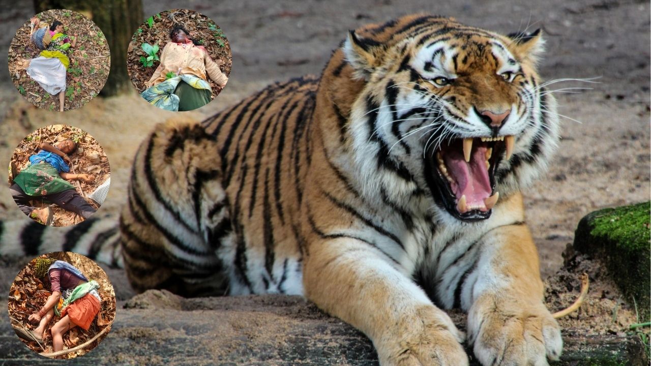 Chandrapur Tiger Attack: चंद्रपुरात वाघाचा थरारक हल्ला; तेंदूपत्ता तोडण्यासाठी गेलेल्या चार महिलांचा मृत्यू