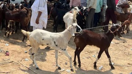 Bakri Eid 2026: बकरी ईद कशी साजरी करायची? सरकारची नवी गाइडलाइन जारी; नियम मोडल्यास थेट जेलची कारवाई