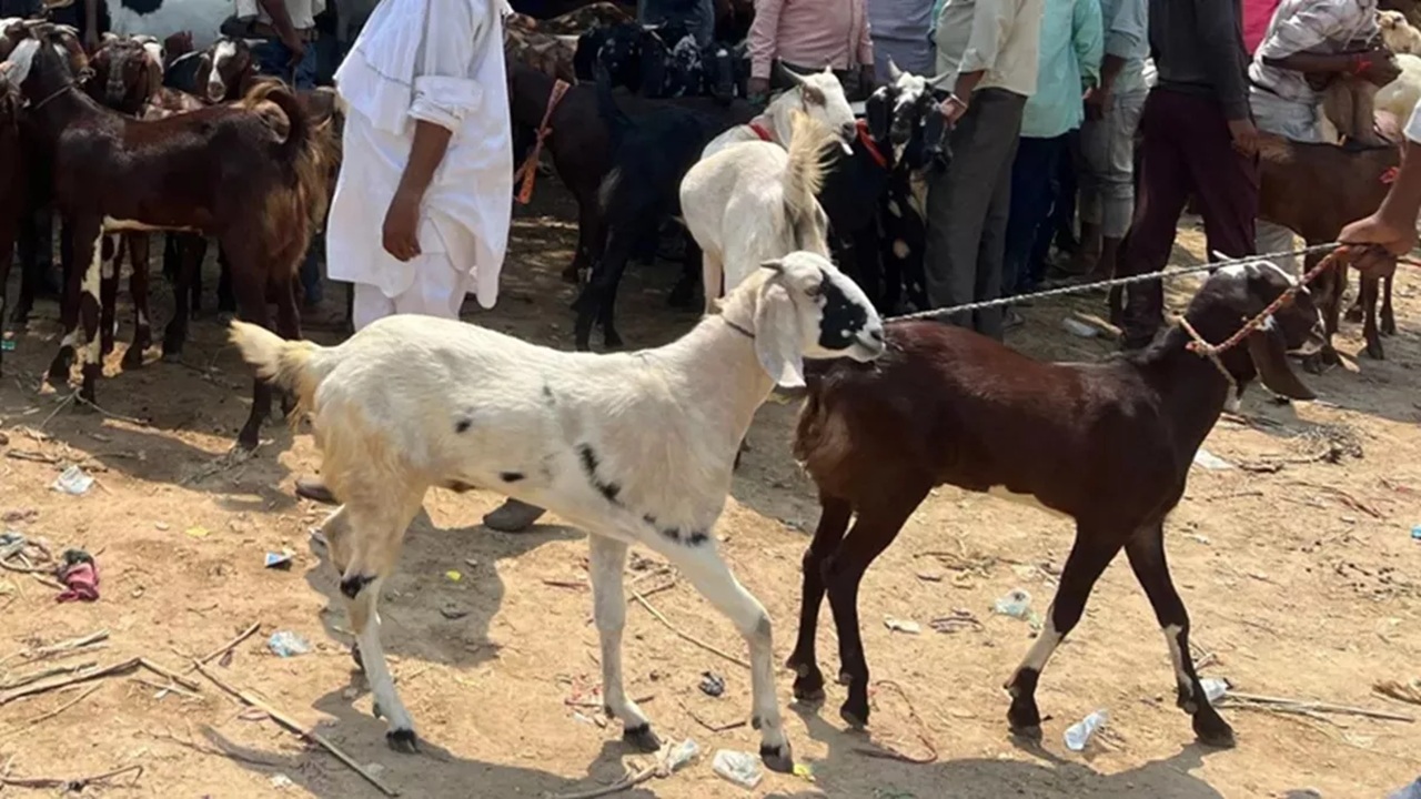 Bakri Eid 2026: बकरी ईद कशी साजरी करायची? सरकारची नवी गाइडलाइन जारी; नियम मोडल्यास थेट जेलची कारवाई