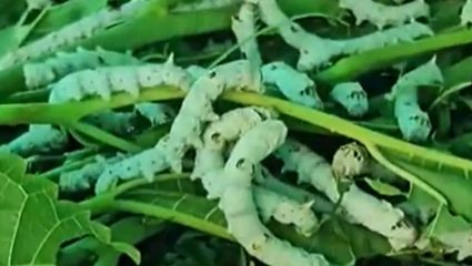 Beed Silk Industry : बीडची दुष्काळी ओळख पुसून शेतकरी घडवतायत नशीब 