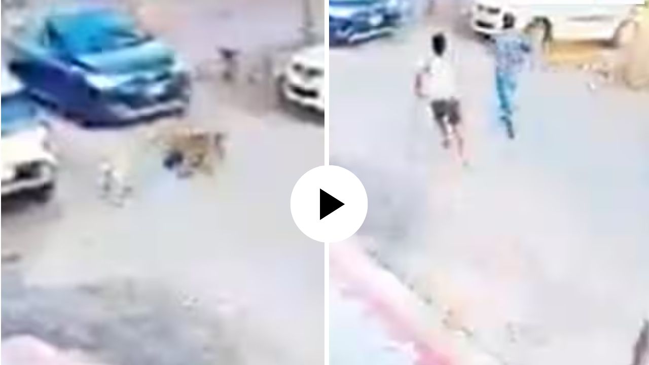 घराच्या अंगणात खेळ होता चिमुकला; अचानक कुत्र्याने जबड्यात पडकलं अन्…, पाहून तुमच्याही काळजाचा ठोका चुकेल, Video Viral