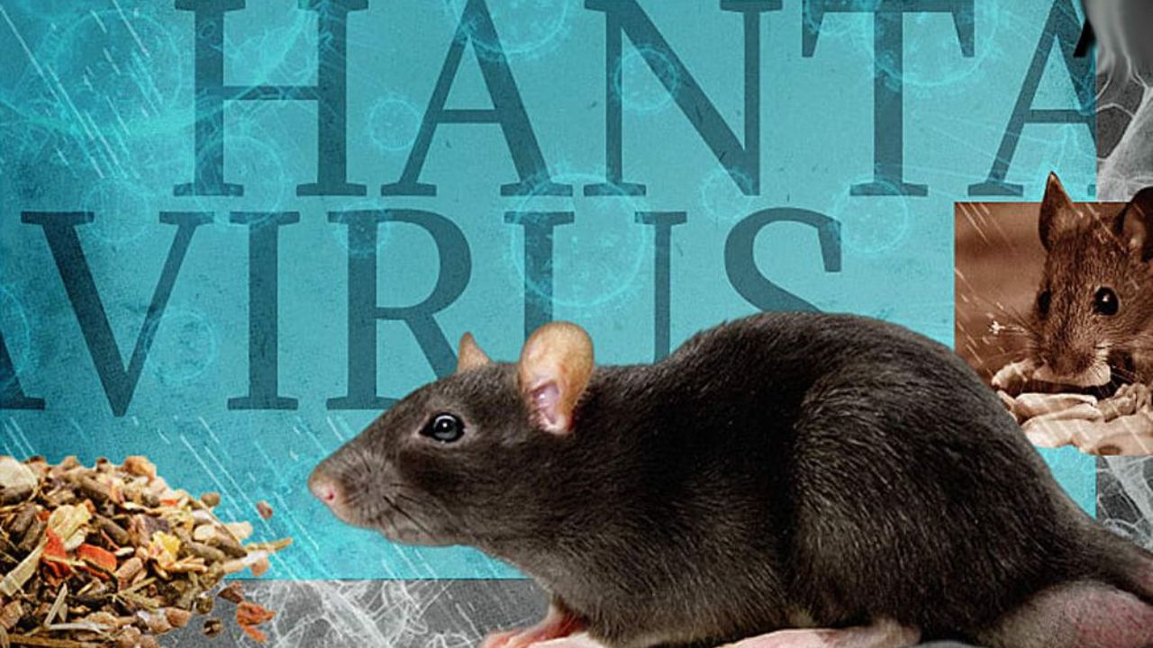 Hantavirus outbreak 2026 : हंताव्हायरसचा महाभयंकर विळखा! रुग्णांची संख्या 11 वर ; WHO ने लागू केले 42 दिवसांचे ‘हे’ कडक निर्बंध