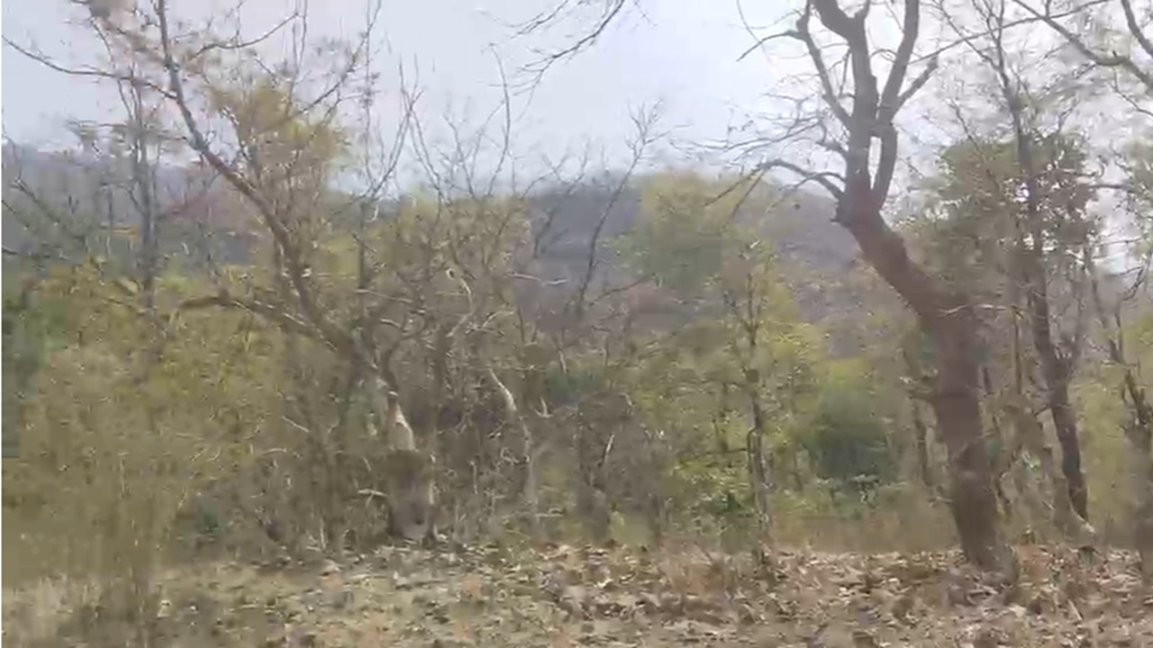 Karjat News: 640 एकर वनजमिनीवर वाद! टोरंट प्रकल्पामुळे आदिवासींच्या उदरनिर्वाहावर संकट? पाली भागातील आदिवासी संतप्त