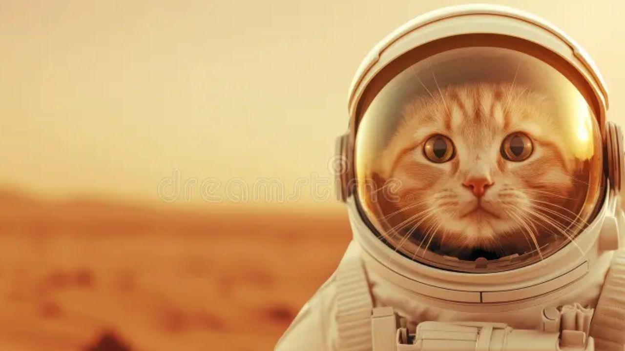 Mars Cat Face Photo: अंतराळात ‘कार्टून कॅट’चा चेहरा! नासाने टिपलेल्या फोटोमागचे रहस्य नेमके काय ?