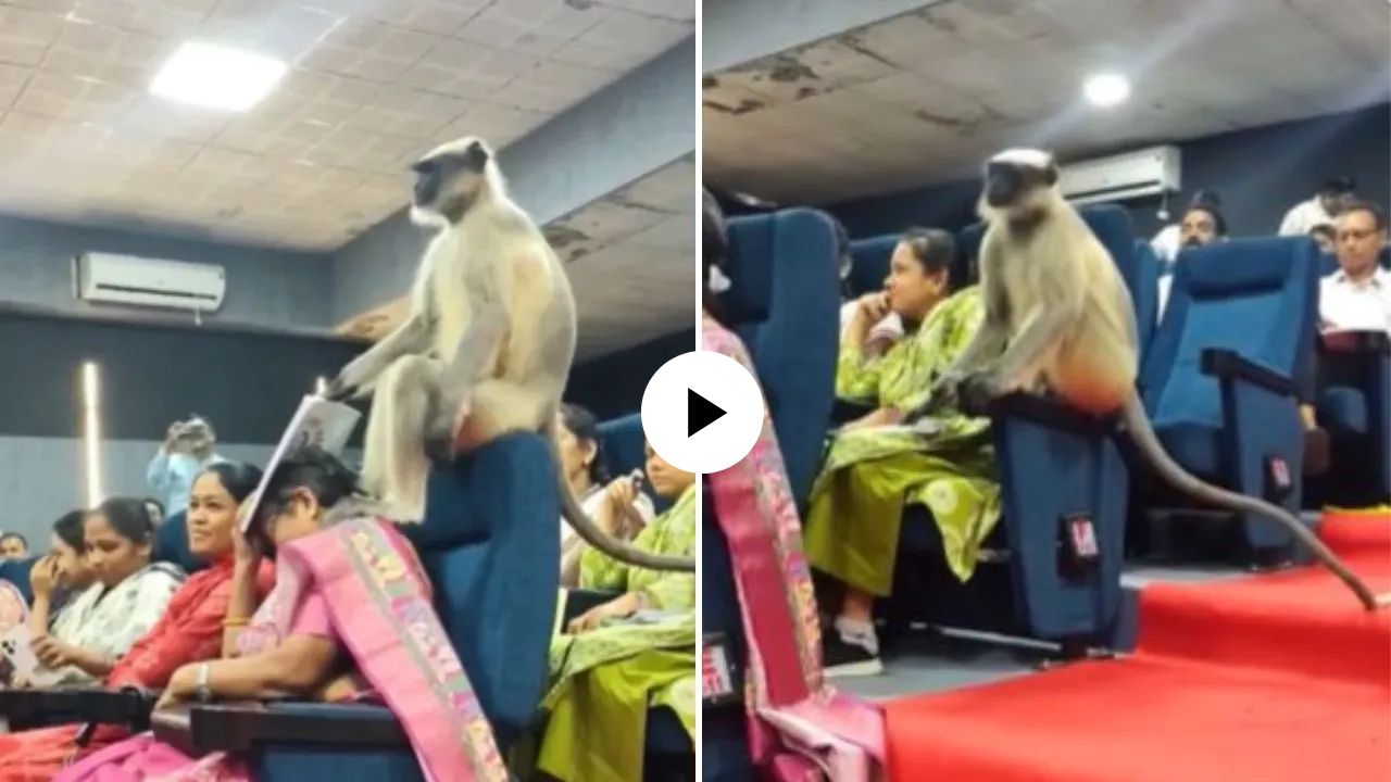 सरकारी ट्रेनिंगमध्ये अचानक अनपेक्षित पाहुण्याची एन्ट्री; थेट महिलंच्या पक्तींत वानरराजांनी मारली बैठक, Video Viral