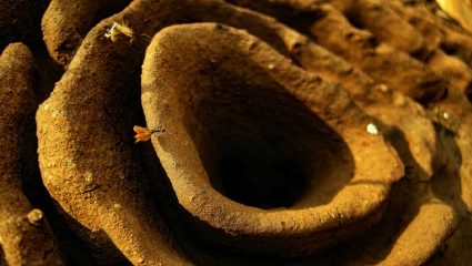 Navarashtra Special: मुंग्यांच्या वारुळांचे अदृश्य होत चाललेले जग; पर्यावरणातील असमतोलाचा गंभीर इशारा